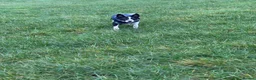 Border Collie dogs for sale: Male border collie  - Advert 6