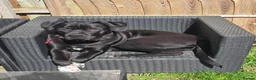 Cane Corso dogs for sale: Cane Corso For Sale - Advert 5