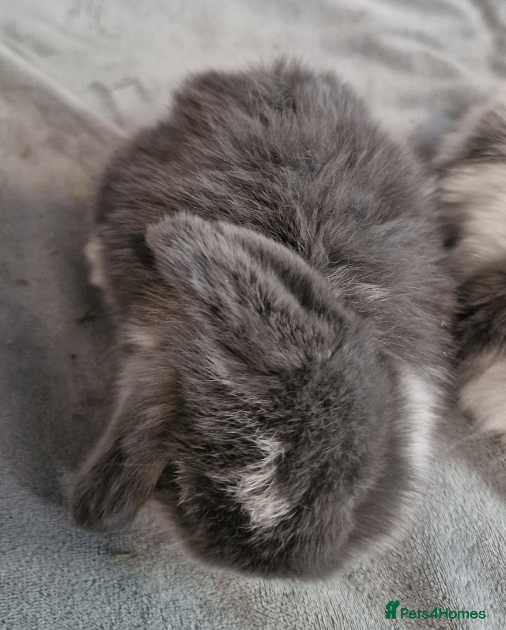 Mini Lop rabbits Male mini lop - Advert 2