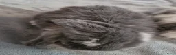 Mini Lop rabbits for sale: Male mini lop - Advert 2