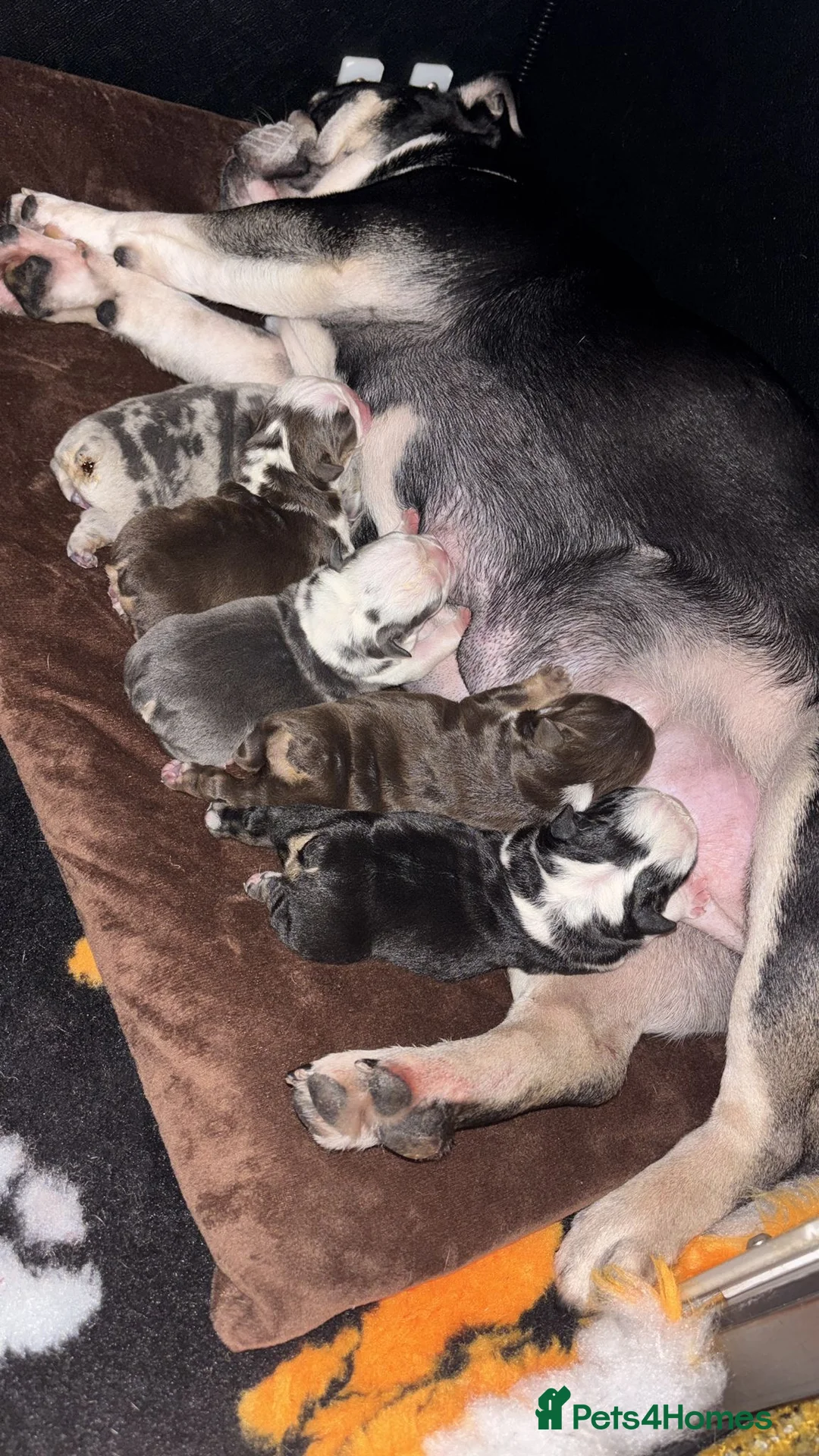 English Bulldog dogs for sale: English Bulldog  in Hoddesdon - Advert 2