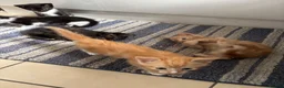 Mixed Breed cats for sale: Kittens for Sale  - Advert 10