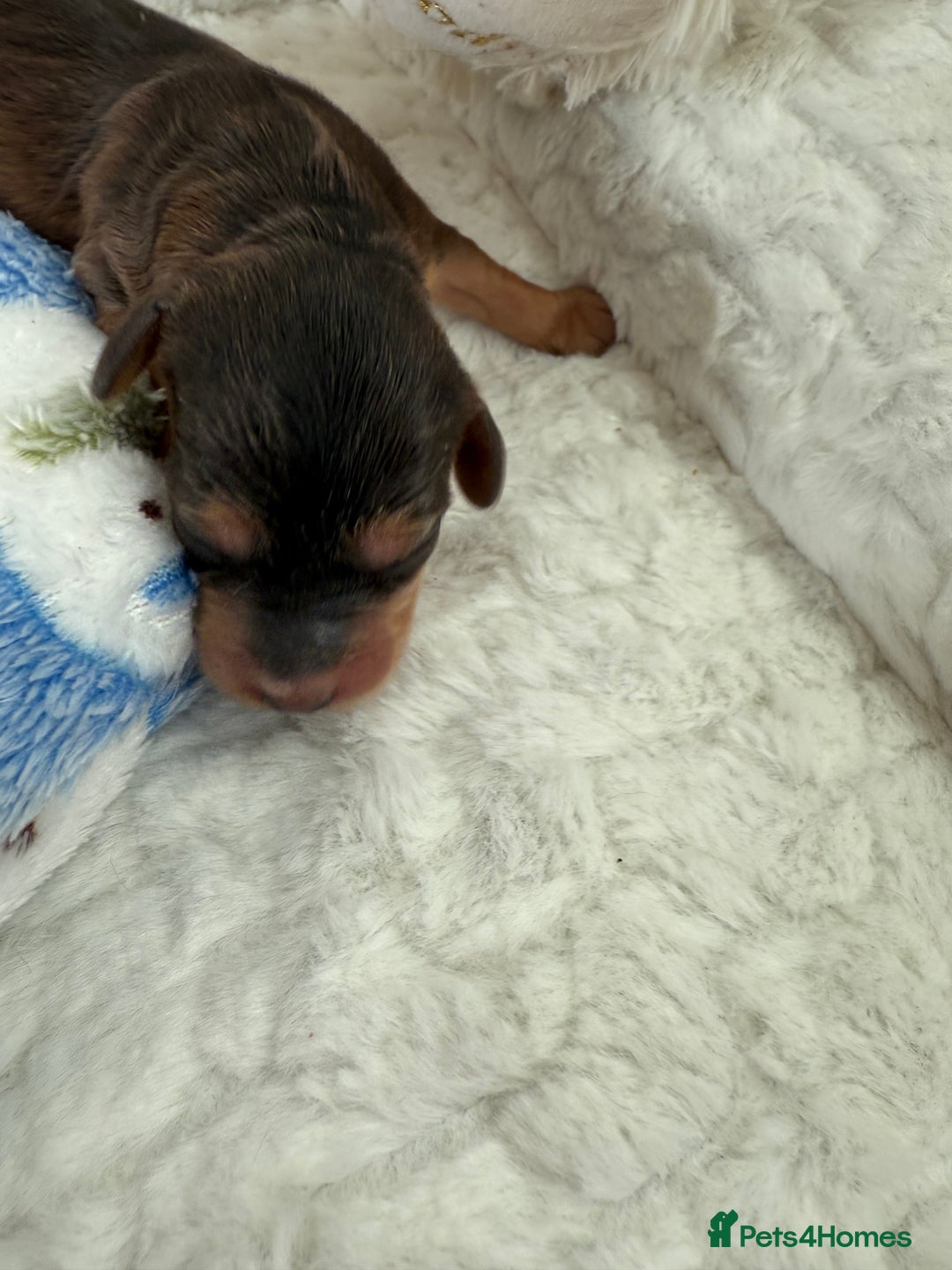 Cockapoo dogs for sale: Ready Dec 20th. Fully dna & health tested clear - Image 3