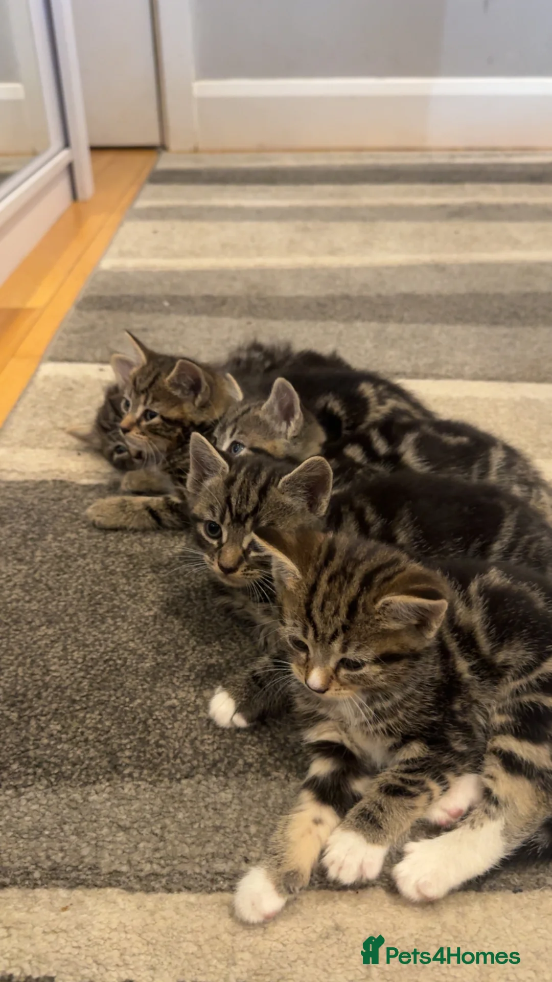 Mixed Breed cats for sale: 🐱5 beautiful kittens🐱 - Advert 6