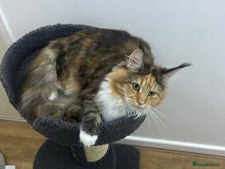 Maine Coon cats Mainecoon female - Advert 1