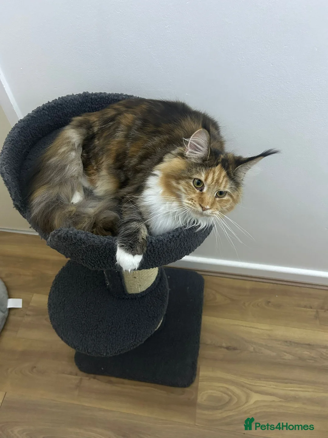 Maine Coon cats for sale: Mainecoon female - Advert 1