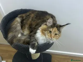 Maine Coon cats Mainecoon female - Advert 20