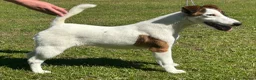 Fox Terrier dogs for sale: Smooth Fox Terrier Puppy Bitch - Advert 1