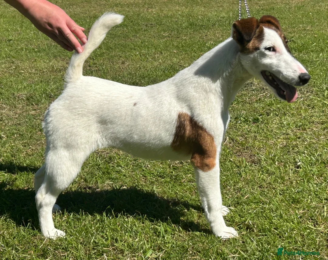 Fox Terrier dogs for sale: Smooth Fox Terrier Puppy Bitch - Advert 1