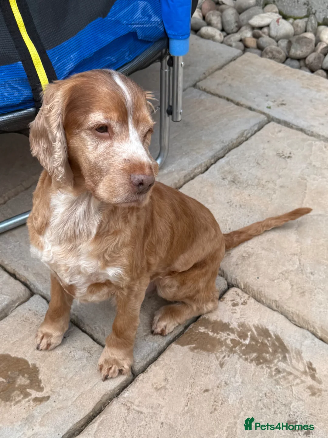 Cocker Spaniel dogs for sale: KC Reg Show Cocker Spaniel 10yr Old Seeks pet home in Northwich - Advert 2