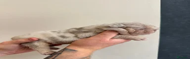 English Bulldog Puppy 4