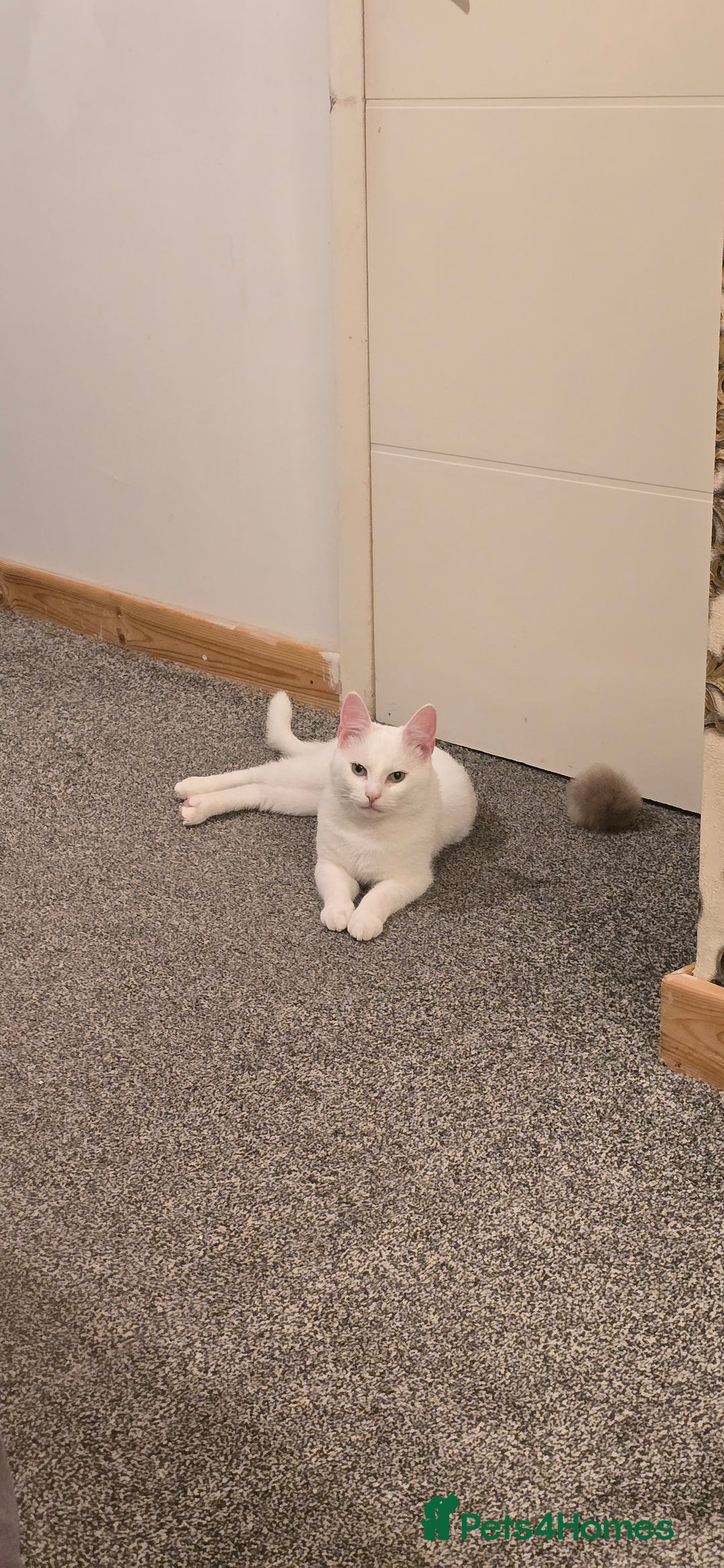 Turkish Angora cats for sale: Loki  - Image 1