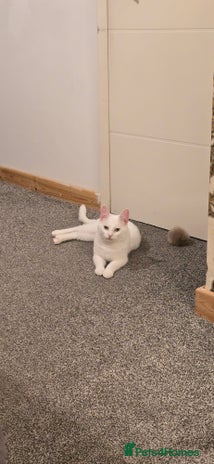 Turkish Angora cats - Advert 5