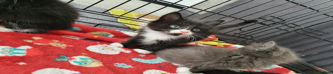 British Shorthair Kitten 2