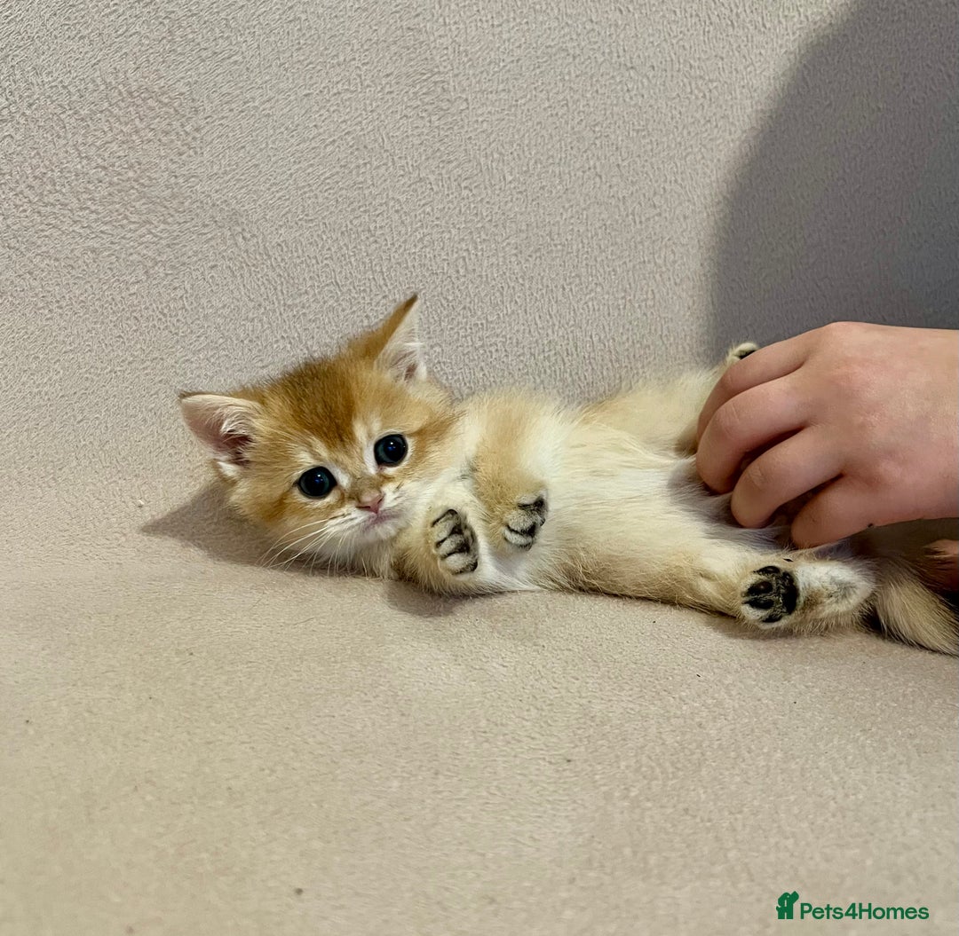 British Shorthair cats for sale: 🐾 Purebred BSH Kittens 🐾 - Advert 17