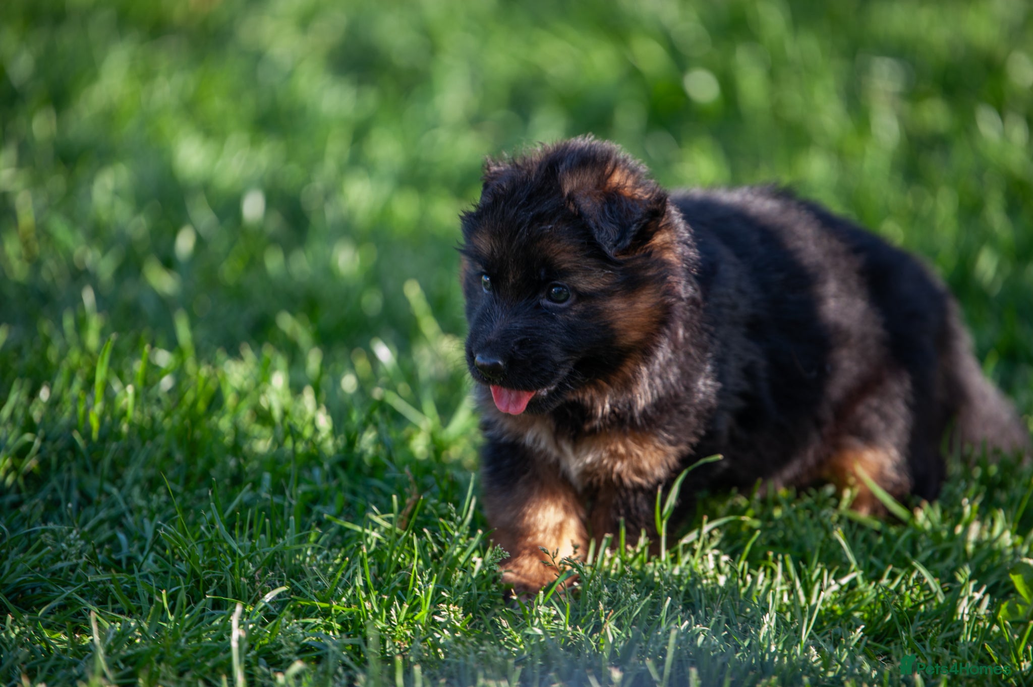 German Shepherd dogs for sale: ❤️🐾 Beautiful Long-Haired GSD Puppies🐾❤️ - Advert 20