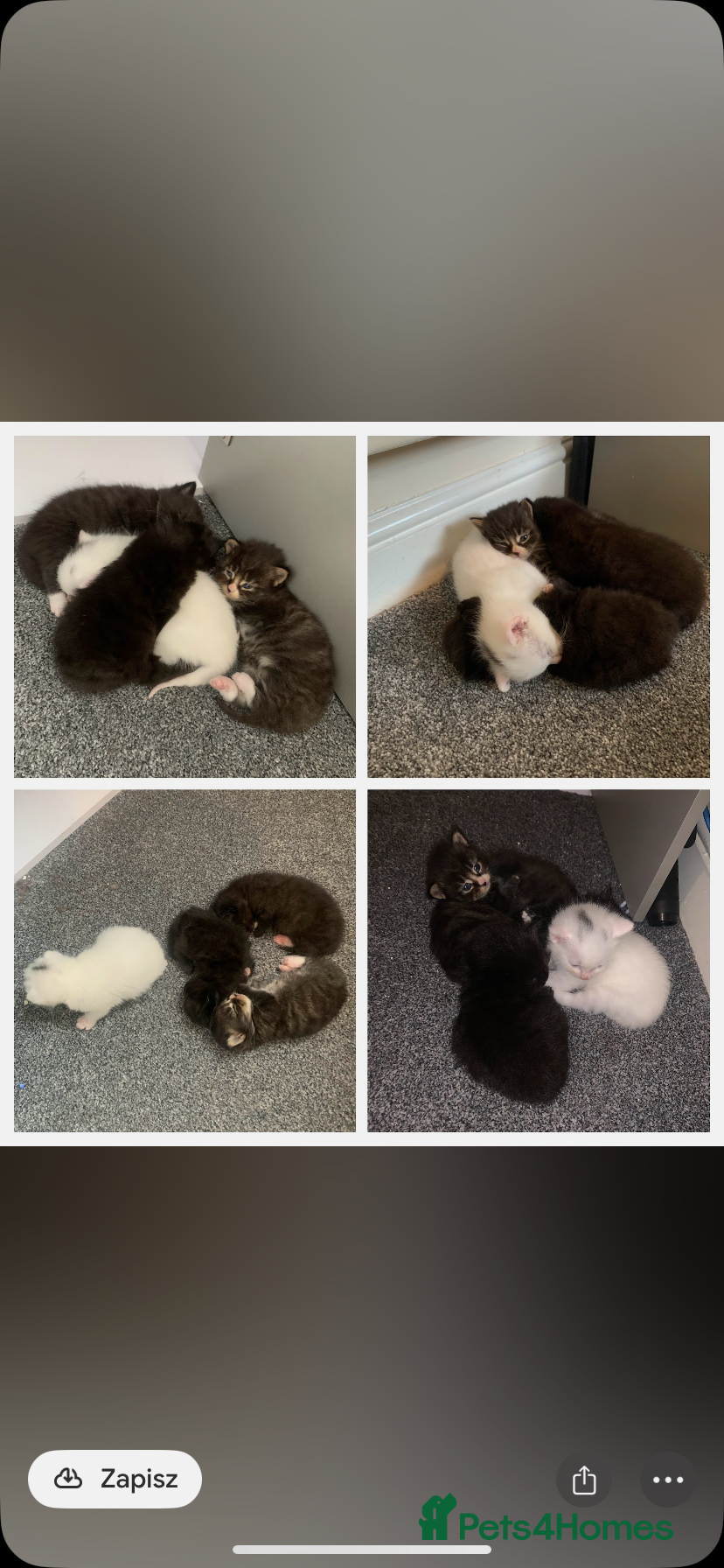 Mixed Breed cats Garfield  - Advert 6