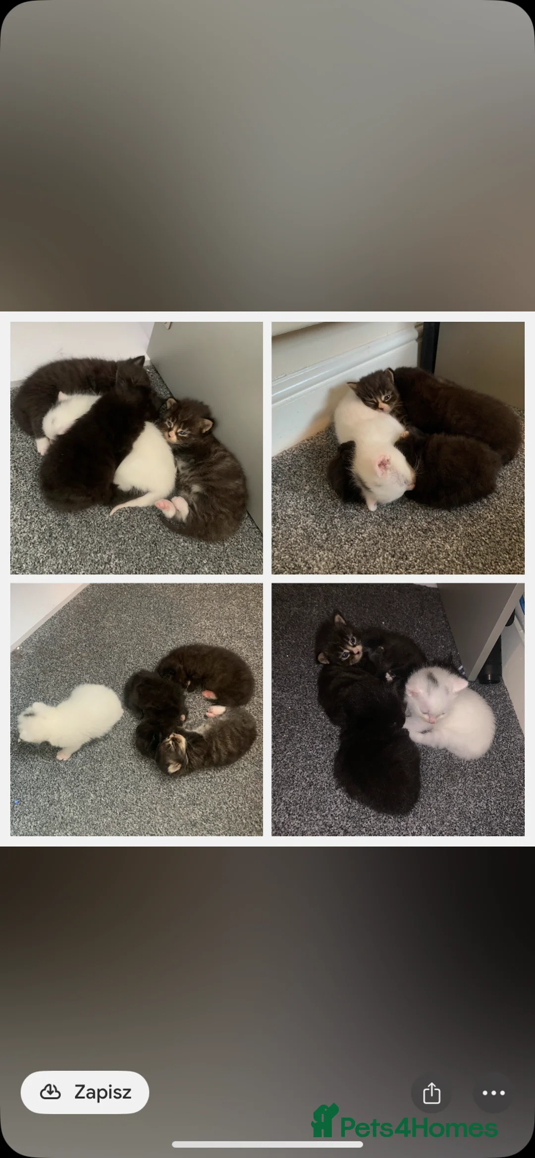 Mixed Breed cats for sale: Garfield  in Hull - Advert 1