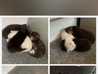 Mixed Breed cats Garfield - Advert 5