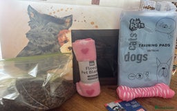 French Bulldog dogs for sale:  REDUCED, 1 GIRL LEFT French bulldog puppies  - Image 32
