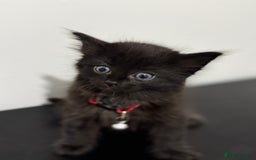 Mixed Breed cats for sale: 5 Beautiful Kittens - Ready for Homes Nov 17 - Image 9