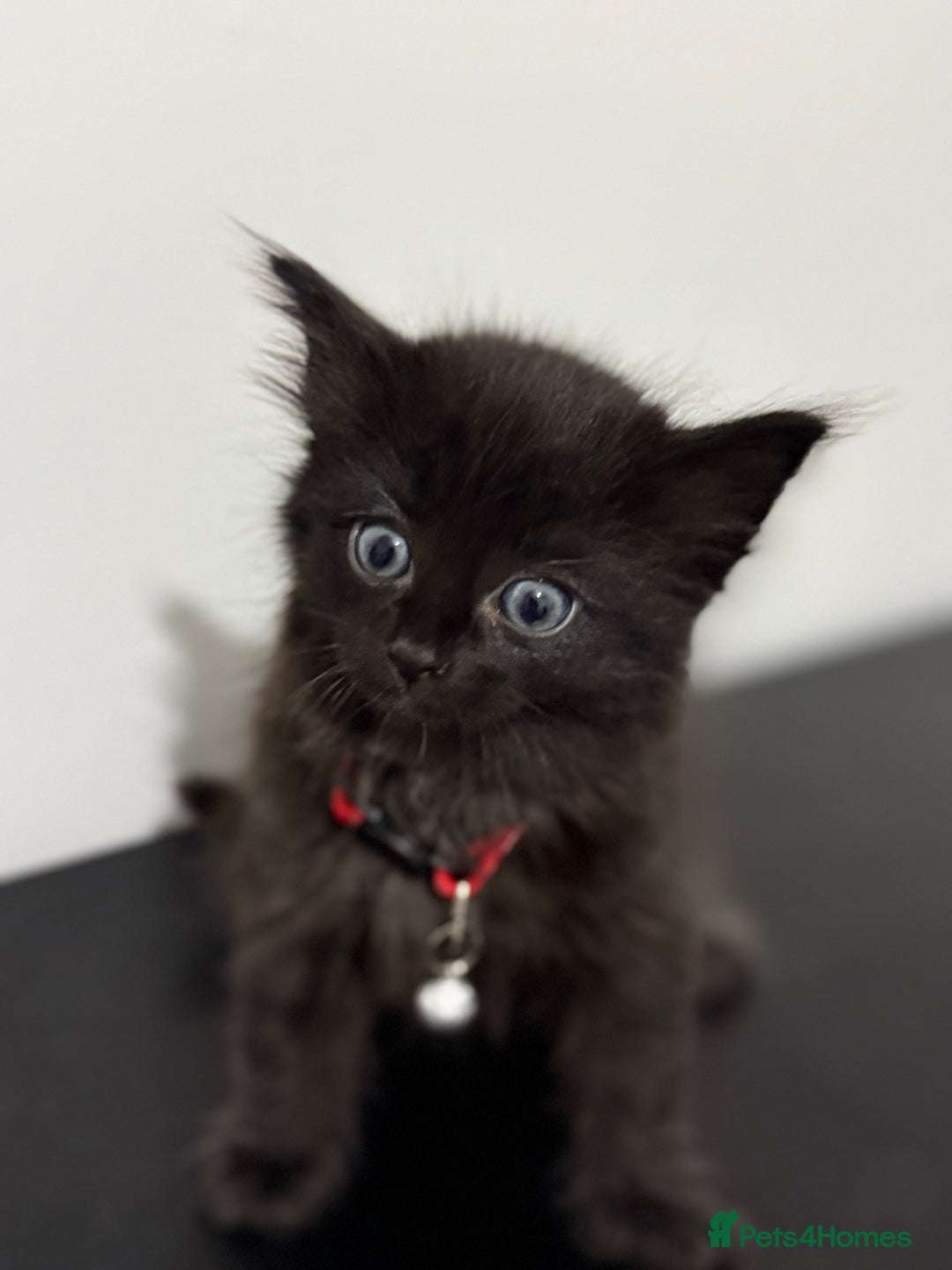 Mixed Breed cats for sale: 5 Beautiful Kittens - Ready for Homes Nov 17 - Image 9