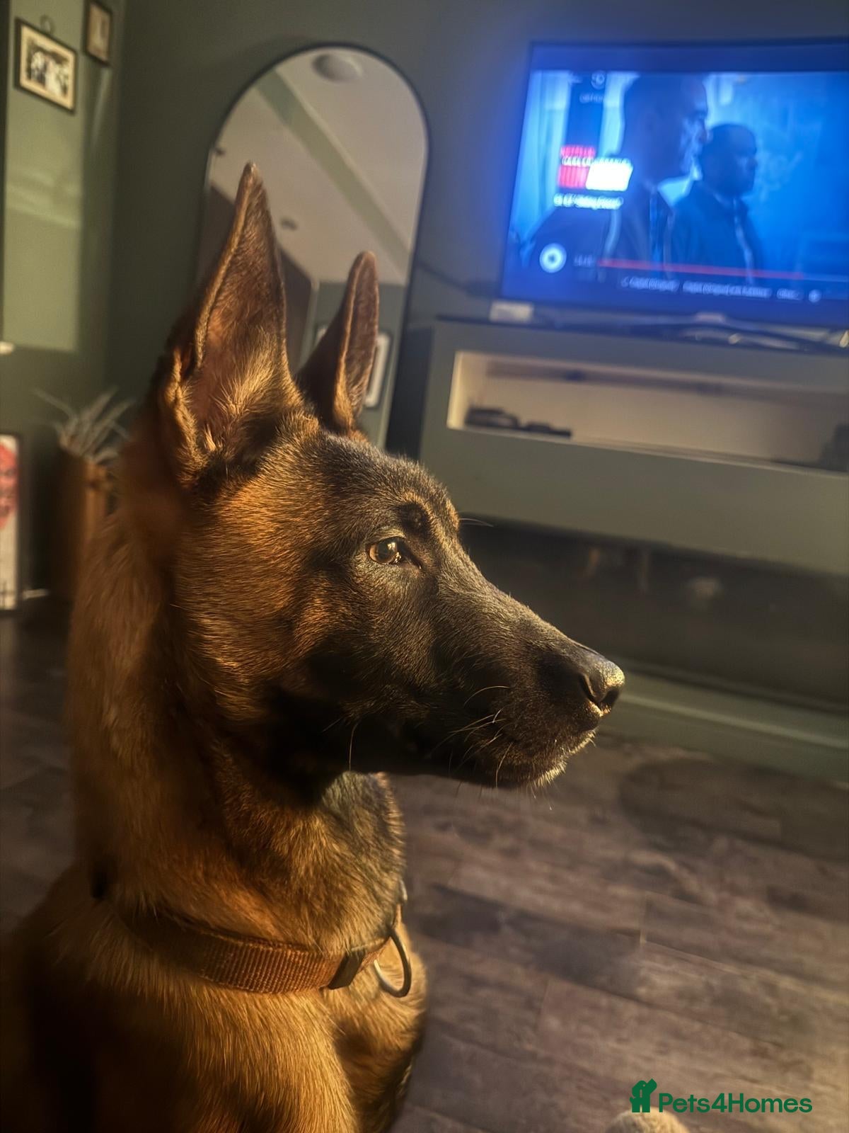 Belgian Shepherd Dog dogs Male Belgian malinois  - Advert 1