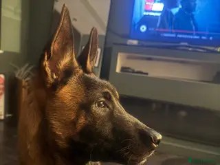 Belgian Shepherd Dog dogs Male Belgian malinois - Advert 3