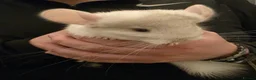 Chinchilla rodents for sale: Female white chinchilla ready now in Keighley - Advert 2