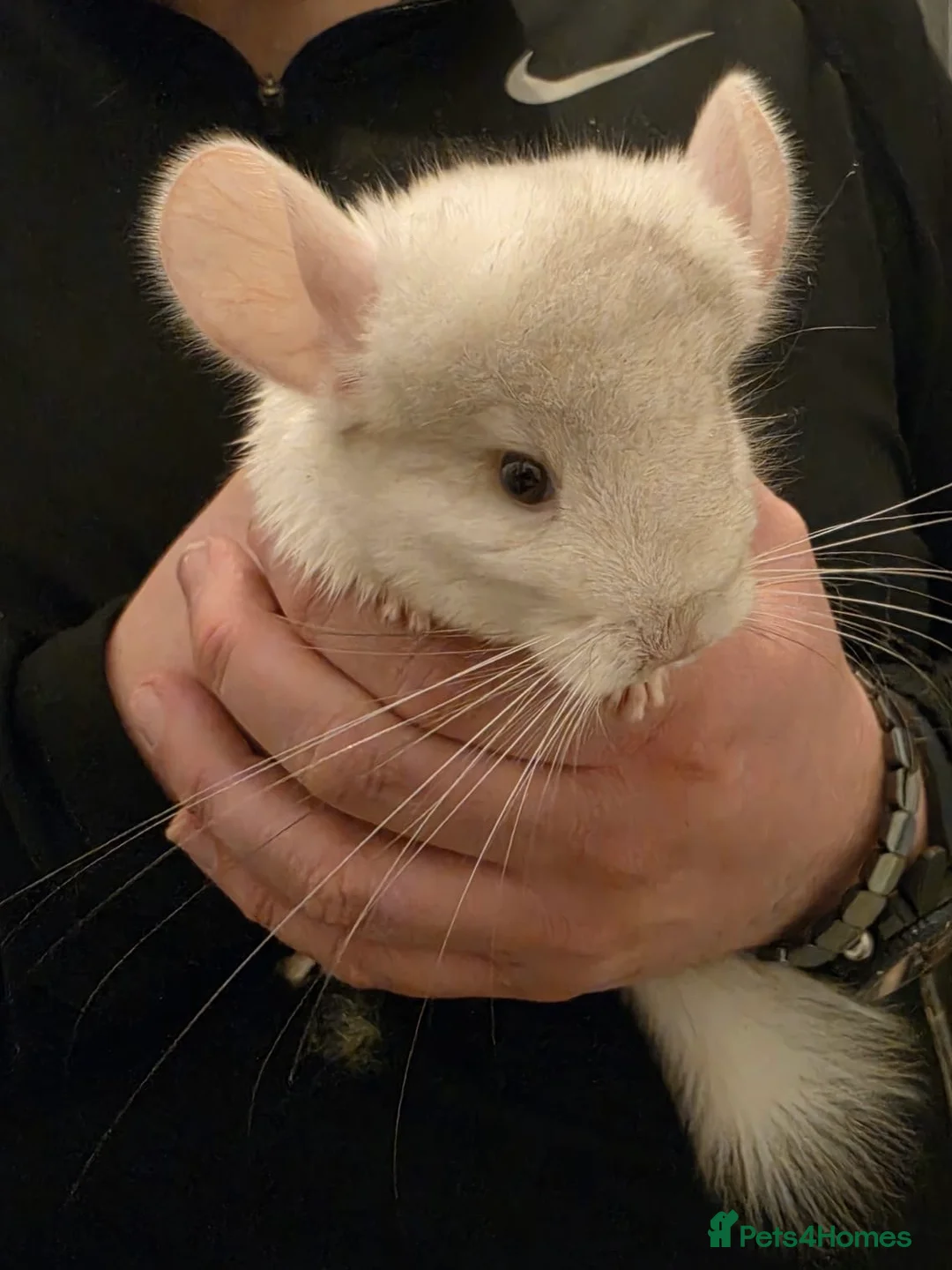 Chinchilla rodents for sale: Female white chinchilla ready now in Keighley - Advert 2