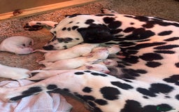 Dalmatian dogs for sale: Dalmatian puppies  - Image 2