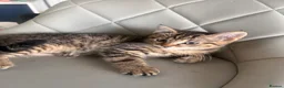 Domestic Shorthair cats for sale: Beautiful 3 Month Old Brown Tabby Kittens - Advert 6