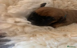 Boxer dogs for sale: KC registered Boxer Puppies - Image 9