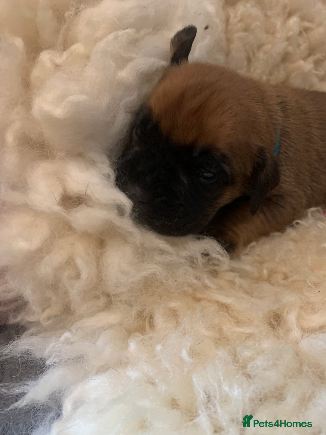 Boxer dogs for sale: KC registered Boxer Puppies - Image 9
