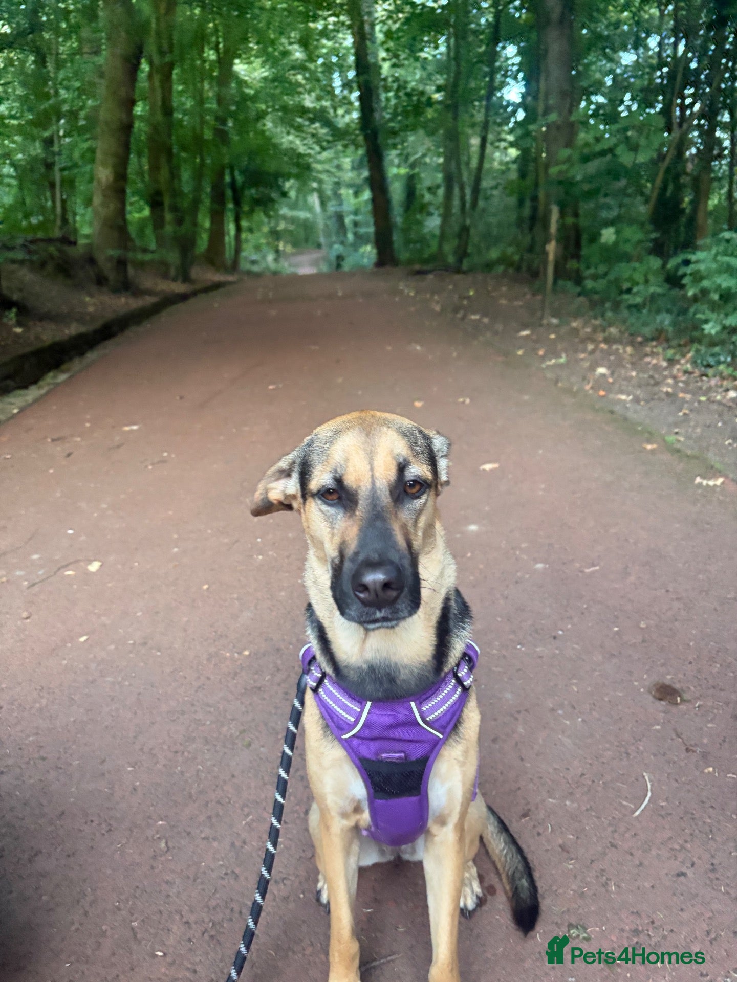 Mixed Breed dogs Are beautiful roxy - Advert 6