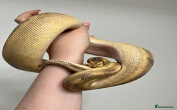 Mixed Breed reptiles for sale: 1 corn snake and 3 royals for rehome  - Image 4
