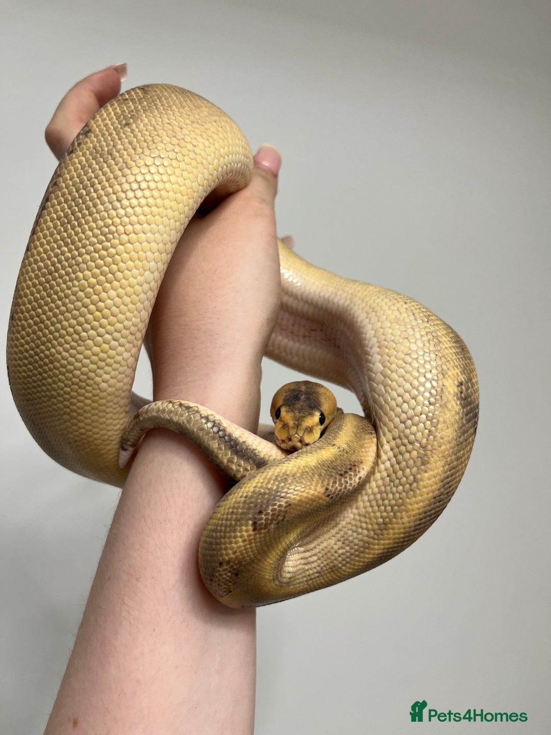 Mixed Breed reptiles for sale: 1 corn snake and 3 royals for rehome  - Image 4