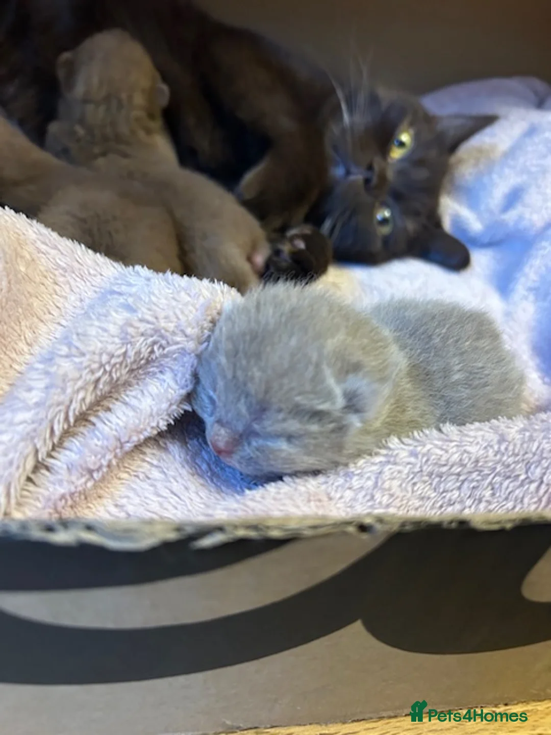 British Shorthair cats for sale: GCCF Cinnamon & Lilac BSH - Advert 12