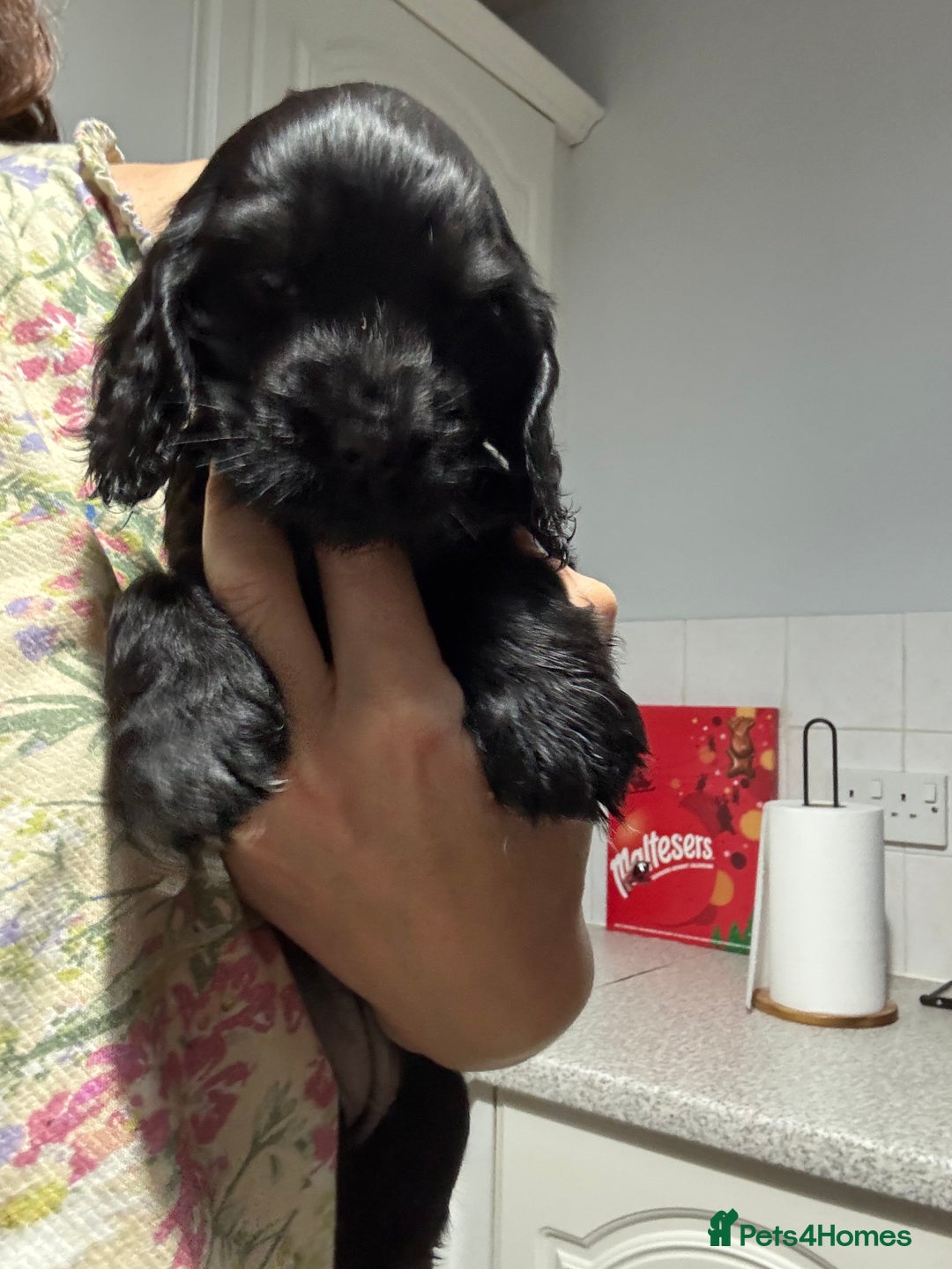 Cocker Spaniel dogs for sale: Show cocker spaniel puppies - Advert 8