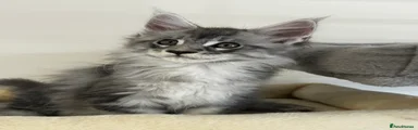 Maine Coon 3