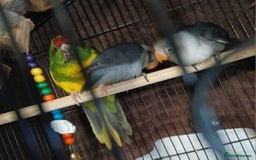 Parakeets birds for sale: Handreared Conures! Kakariki and lovebirds  - Image 21