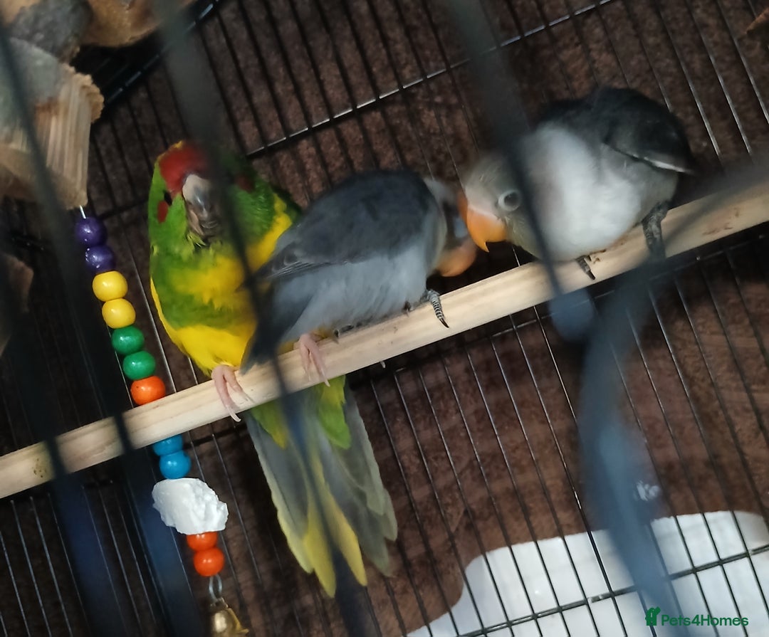 Parakeets birds for sale: Handreared Conures! Kakariki and lovebirds  - Image 21