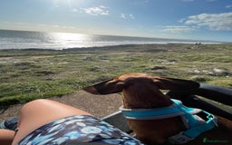 Miniature Dachshund dogs for sale: Beautiful 7 year old Dachshund needs home - Image 6
