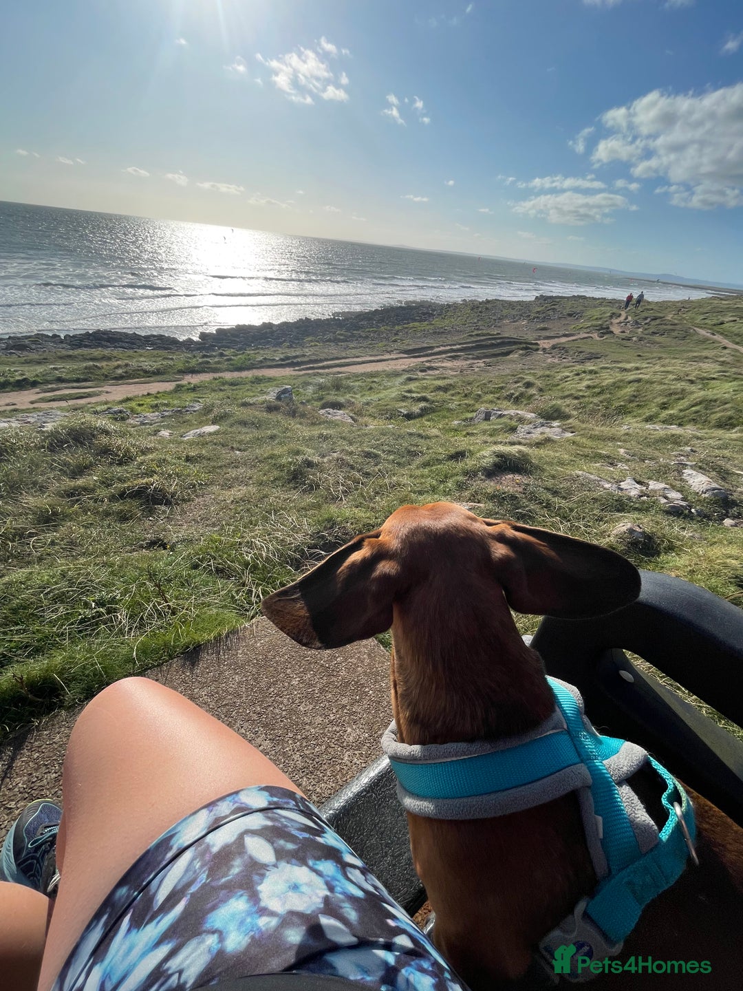 Miniature Dachshund dogs for sale: Beautiful 7 year old Dachshund needs home - Image 6