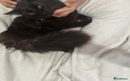 British Longhair cats for sale: British long hair + Turkish Angora - Image 12