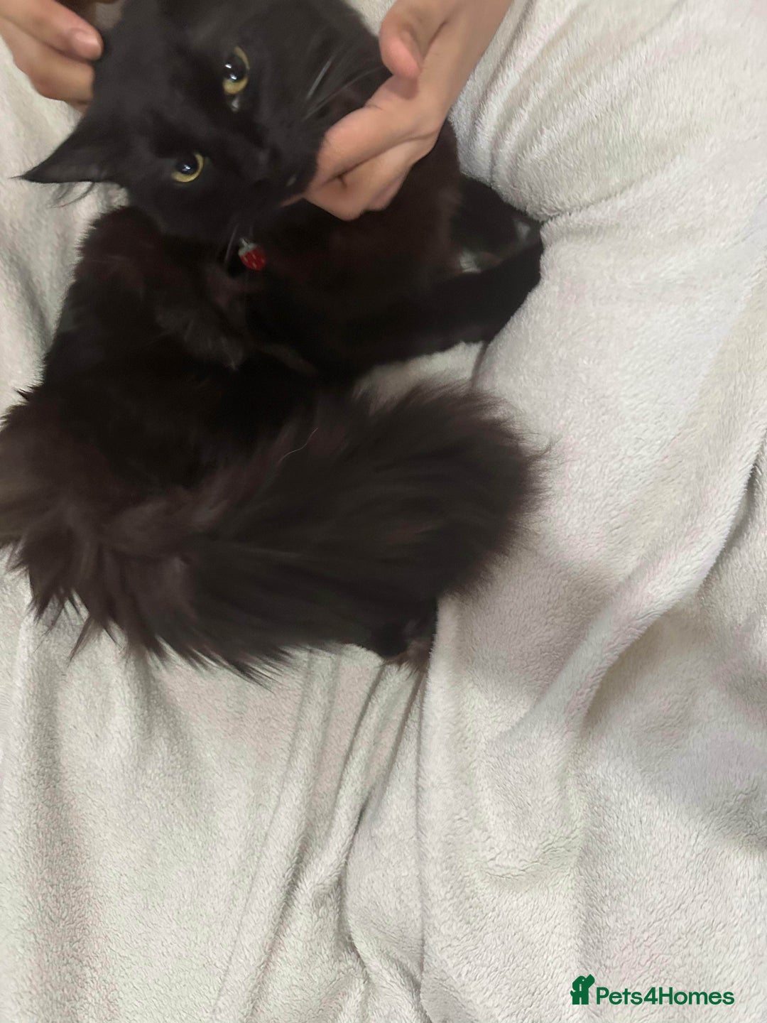 British Longhair cats for sale: British long hair + Turkish Angora - Image 12