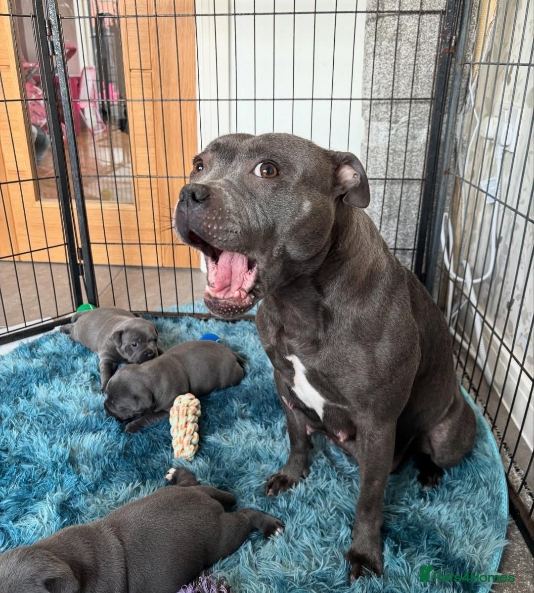 Staffordshire Bull Terrier dogs for sale: Staffordshire bull terrier puppies  - Advert 18