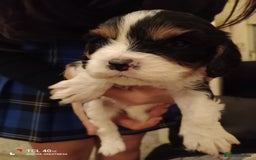 Cavapoo dogs for sale: A stunning litter of cavapoo beautiful costs  - Image 18