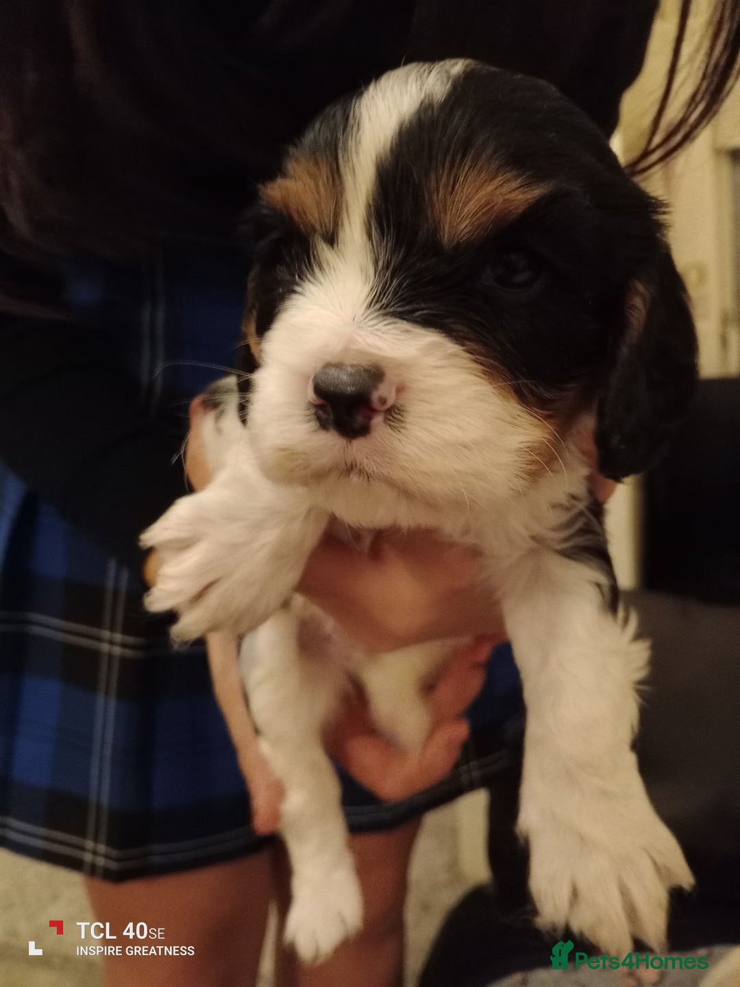 Cavapoo dogs for sale: A stunning litter of cavapoo beautiful costs  - Image 18