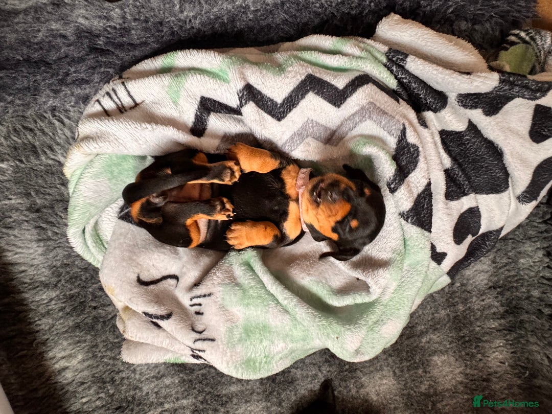 Miniature Dachshund dogs for sale: 5 gorgeous miniature dachshund puppies for sale  - Image 17